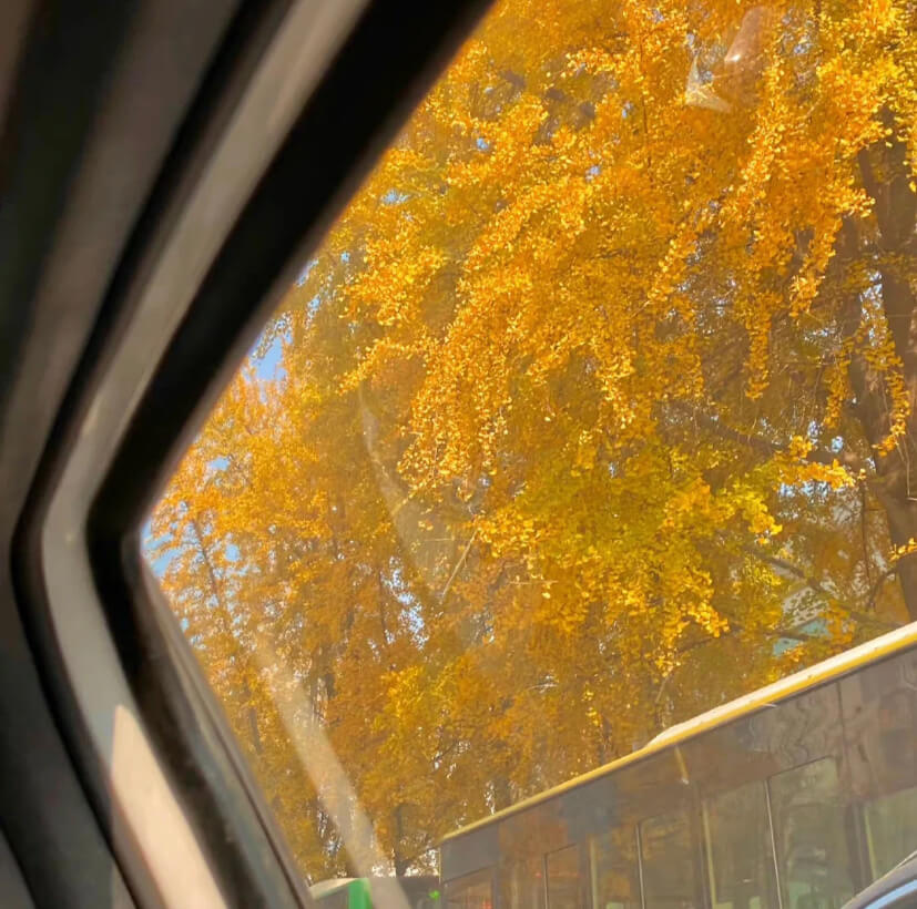 秋日氛围感背景图 立地货 秋日氛围感背景图 立地货