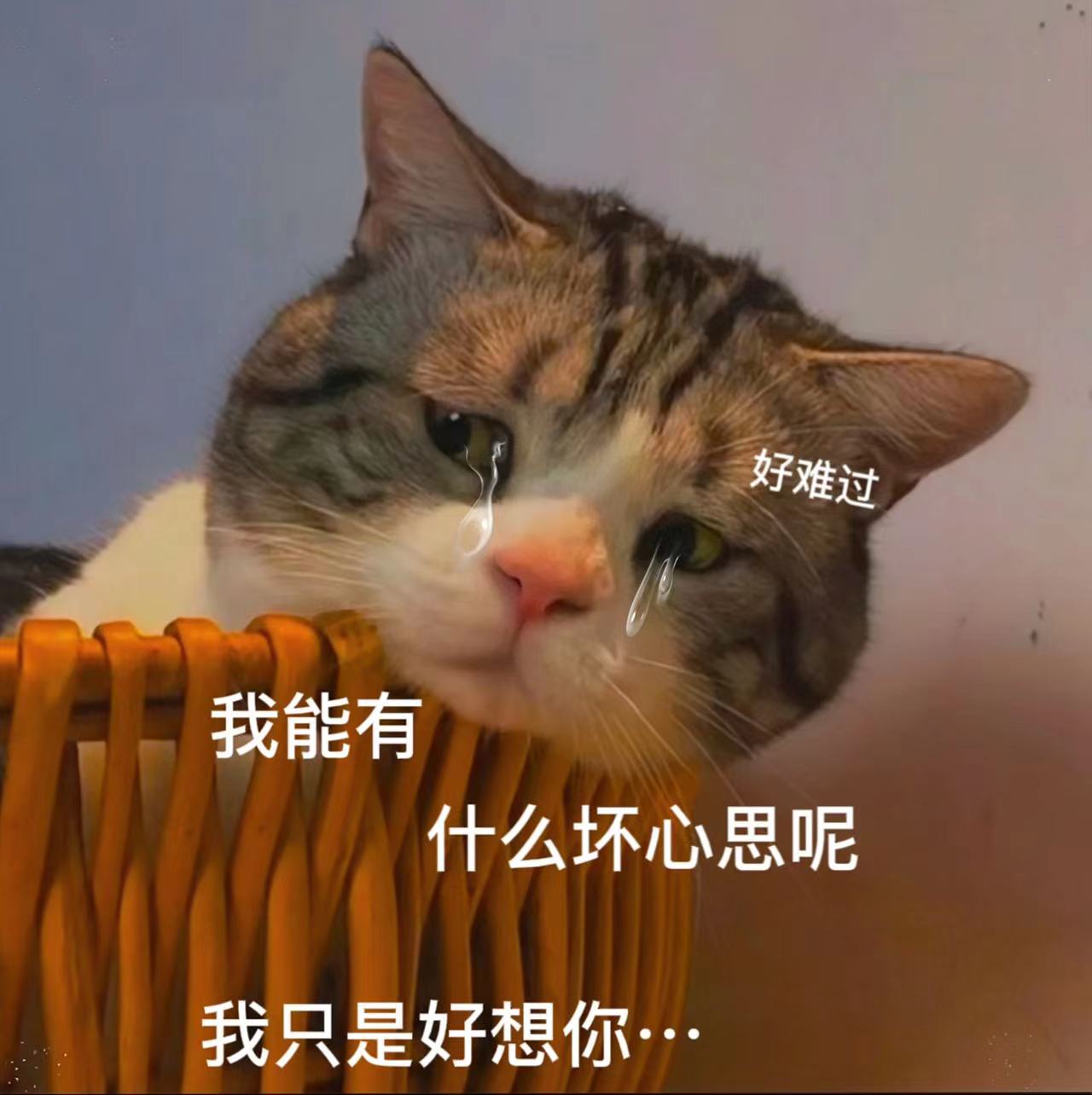 猫咪委屈哭的图片大全-图库-五毛网