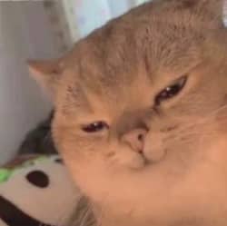可爱小猫咪卖萌系列 表情联萌